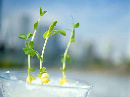 懂，不是语言，而是真心